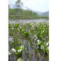 (2)Skunk cabbages in full bloom at Ozegahara marshy plain