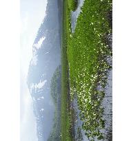 (1)Skunk cabbages in full bloom at Ozegahara marshy plain