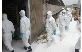 Ibaraki begins culling chickens at bird flu-hit farm