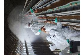 Ibaraki begins culling chickens at bird flu-hit farm