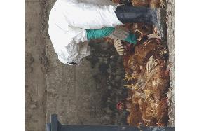 Ibaraki begins culling chickens at bird flu-hit farm