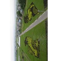 ''Rice Paddy Art'' in Aomori