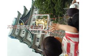 Nagoya Castle 'shachihoko' statue back in place