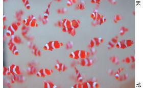 Saving 'Nemo' through fish farming