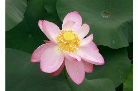 Lotus blooms from 800-year-old seed