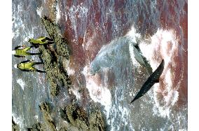Whale struggles in ledge