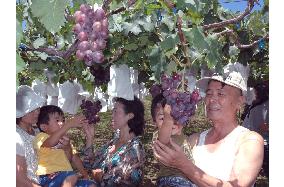 Tourists enjoy grape picking in Wakayama