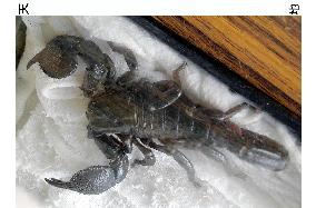 Scorpion found in Osaka condominium