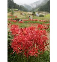 Cluster amaryllises in full bloom at rice terraces in Fukuoka