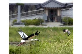 Artificially bred storks released into wild for 1st time anywhere
