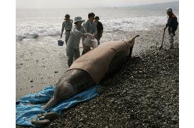 Whale beached on coast in Kanagawa Pref., confirmed dead later