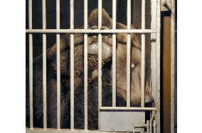 Zookeeper killed, another injured in bear attack