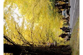 Sapporo's gingko trees turn yellowish