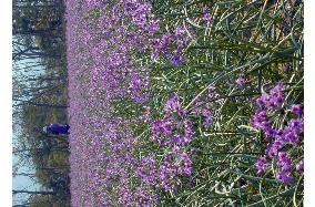 Shallots in full bloom in Tottori Pref.