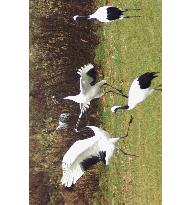 Japanese cranes fly to Tsurui village in Hokkaido