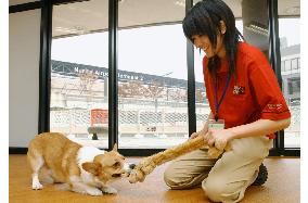 Luxurious pet hotel to open at Narita Airport