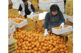 Shipment of quality oranges in peak in Wakayama Pref.