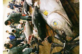Year's first tuna auction held at Tokyo's Tsukiji Market