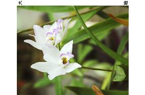 'Princess Kiko' orchid in bloom after princess's pregnancy