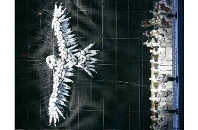 Photos from Opening Ceremony of 2006 Winter Olympic Games