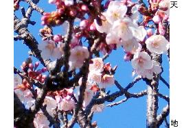 Cherry blossoms half-bloom in Wakayama Pref.