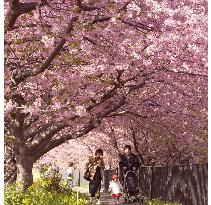 Cherry blossoms in full bloom in Kawazu, Shizuoka Prefecture