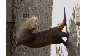Otter ''performs'' Olympic medalist's Ina Bauer