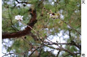 Cherry trees start blooming in Kochi