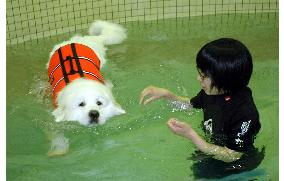 Japanese dogs get pampered at fitness clubs, beauty clinics