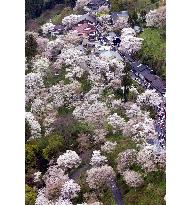 Cherry blossoms in full bloom at Mt. Yoshino