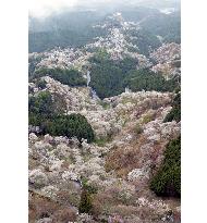 Cherry blossoms in full bloom at Mt. Yoshino