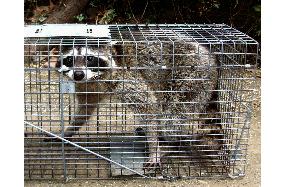 4,000 raccoons to be exterminated in Kanagawa Pref.