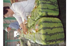 Shipment of square watermelons begins