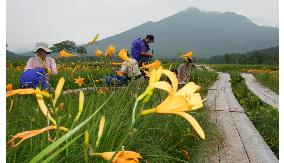 Nikko-kisuge in full bloom