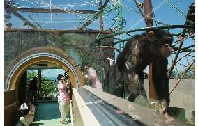 Asahiyama Zoo to open corridor to watch chimpanzees