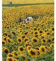 1.3 mil. sunflowers in full bloom