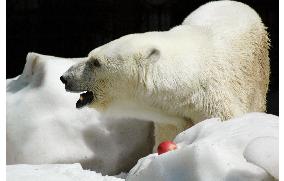 Polar bear presented with snow in summer