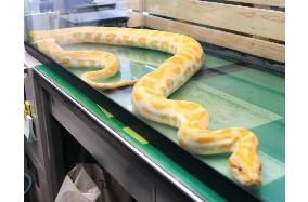 Burmese python found at pier in Oita