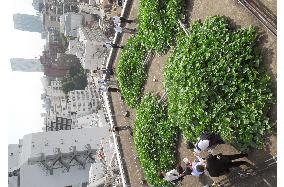 Rooftop cultivation of sweet potatoes aimed at fighting summer heat