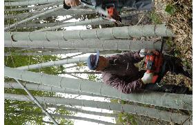 Bamboo groves being used for regional economic development