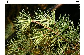 Umbrella pine selected as Prince Hisahito's symbol