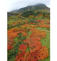 Taisetsu mountain range gets autumn colors