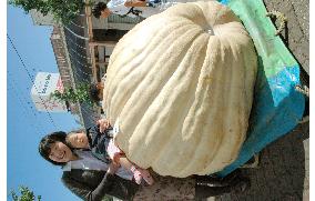 Pumpkin weighing 541 kg takes top prize