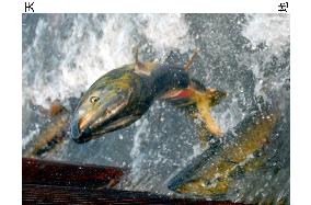 Salmon jumps at weir in Fukushima river