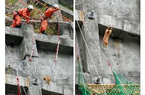 Dog rescued after 6 days on high concrete slope in Tokushima