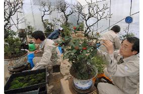 Bonsai prepared for adorning Imperial Palace for New Year's