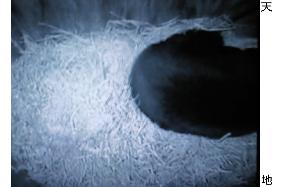 Black bear goes into hibernation in Ueno Zoo