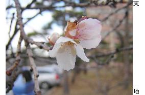 Cherry blossoms in northern Japan in warm winter