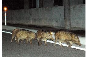 Wild boars roam Japan's 'nuclear power' peninsula