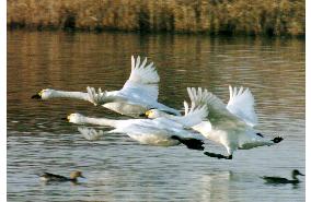 Bewick's swans leave for north